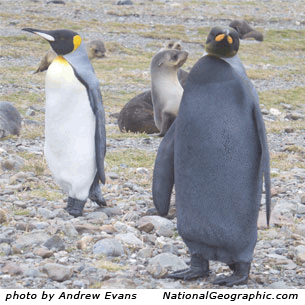 http://nothingbutpenguins.com/wp-content/uploads/2010/03/all-black-penguin-2010-national-geographic.gif