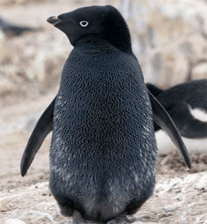http://nothingbutpenguins.com/wp-content/uploads/2010/03/black-adelie-penguin-freerepublic.gif